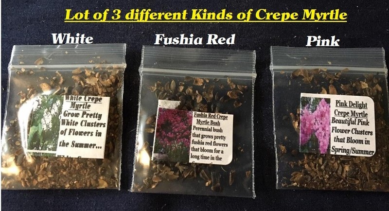 SMR Lot Of 3 Kinds Of Crepe Myrtle Bushes White Pink And Fushia Red Over... - $14.53