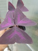 THJAR Purple Shamrock - Oxalis Triangularis Bulbs Easy Grow Perennial Love Plant - $25.98