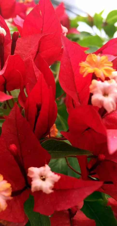 Well Rooted &quot;RUBY&quot; Bougainvillea starter/plug plant Garden Easy GROW USA SELLER  - $44.00