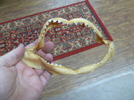 sj470-180-14) 7" Tiger SHARK B grade jaw sharks jaws teeth taxidermy edu... - $45.59