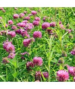 Bloomys 1100 Sprouting Red Clover Cover Crop Seeds Non Gmo Heirloom Fres... - £8.20 GBP