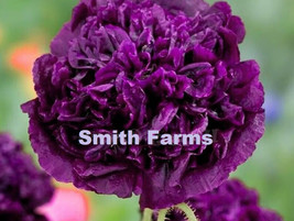 PPA 100+ Seeds Poppy Double Violet Blush Flowers New Crop Garden Planting Purple - £5.10 GBP