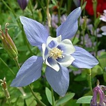 Grow In US 50 seeds Columbine (Aquilegia Caerulea) Blue Dream - £6.70 GBP