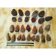 Natural Pine Cones Crafting Wreaths Seasonal Lot of 27 - Size 2&quot; to 4&quot; - $8.86