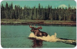 Ontario Postcard Sault Ste Marie Moose On A Lake  - £2.32 GBP