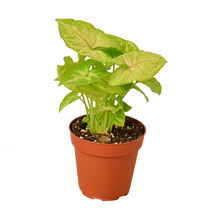 Live Plant - Syngonium Gold - 4&quot; Pot - houseplant - Fairy Garden/Houseplant - £37.76 GBP