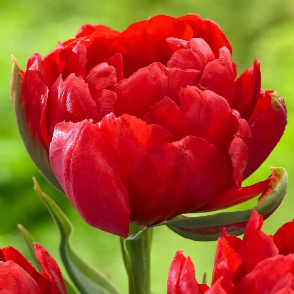 Tulip Bombastic Scarlet Red Double Ruffled 10 Flower Plant Bulbs 8&quot; Big ... - $27.00