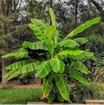 PATB BASJOO Banana Tree Cold Hardy Musa Live Banana Tree-SMALL ROOTED - £22.61 GBP