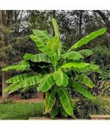 PATB BASJOO Banana Tree Cold Hardy Musa Live Banana Tree-SMALL ROOTED - £22.96 GBP