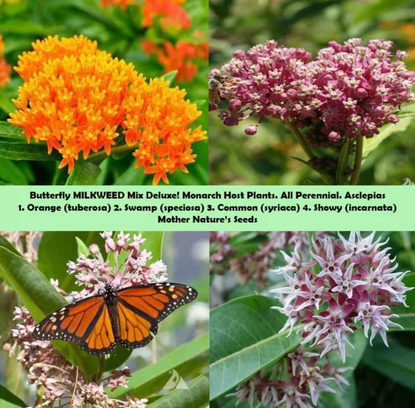 Milkweed Mix Deluxe Perennials Monarch Butterfly Host Plant Non Gmo 100 Seeds Fr - $10.96