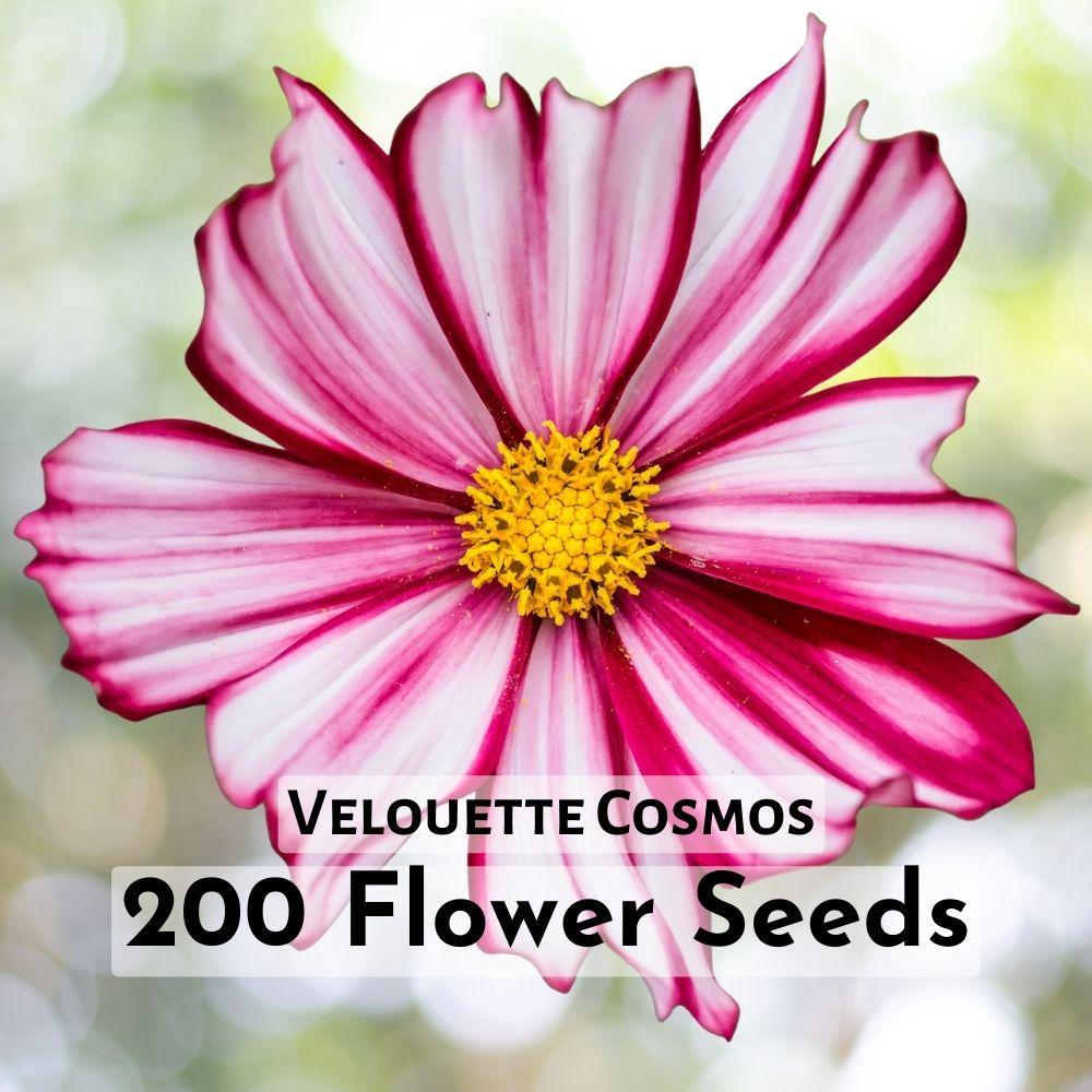 200 Velouette Cosmos Seeds | Velvety Deep Red Blooms | Drought-Tolerant - $11.90