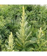 Mullein Culinary &amp; Herb Open Pollinated Fresh Garden Seeds - $17.11 CAD