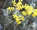 20 Pearl Acacia Seeds (Acacia Podalyriifolia) Cold Tolerant Medicinal Fl... - $6.58