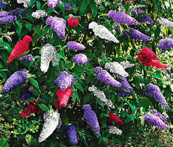 Butterfly Bush Mix Buddleia Davidii 100 Bulk Seeds Fresh - £29.87 GBP