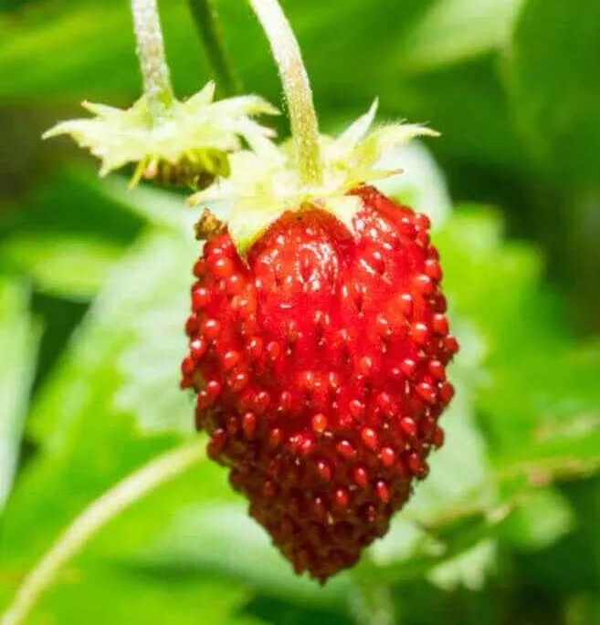 FARM 100 Wild Strawberry Seeds Baron Fragaria Vesca Baron Solemacher Bul... - $9.25