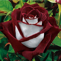 420 Seeds Love In Rose Rose Bush Red White Tea Rose Multi Colors Gardening USA S - $11.98