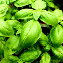 SEPT Sweet Basil Seeds Compost Soil - £4.41 GBP