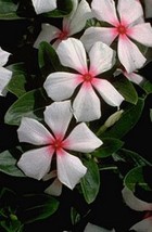 PSA Garland Daisy For Planting 100 Seeds Vibrant Bicolor Garden Flo Fast... - $442.99 MXN