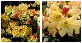 USA Seller - NANCY EVANS Rhododendron Well Rooted STARTER Plant MAY BE D... - $59.98
