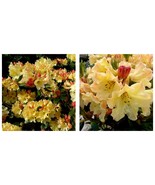 USA Seller - NANCY EVANS Rhododendron Well Rooted STARTER Plant MAY BE D... - £47.12 GBP
