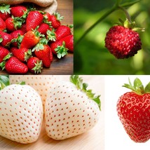 3 Kind Strawberry Seeds Packs Fresh USA Shipping - $7.78