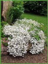 USA White Baby&#39;S Breath &#39;Covenant Garden&#39; Gypsophila Elegans Flower 1000 Seeds - £8.64 GBP