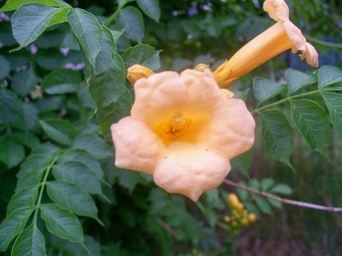 20 SEEDS YELLOW TRUMPET VINE - $5.52