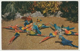 Chow Time at the Parrot Jungle Miami Florida Vintage Postcard Unposted - $4.90