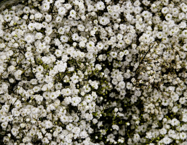 Baby&#39;S Breath Seeds 500 White Flowers (Gypsophila Elegans Drought Tolera... - $6.47