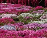 Rainbow Creeping Thyme Plants Blue Rock Cress Plants Perennial Ground Co... - £8.02 GBP