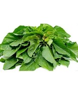 SMX 300 Green Amaranth Seeds Chinese Spinach Yin Cho Green Edible Vegeta... - $18,693.73 CAD