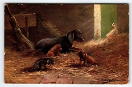 Postcard Dachshund Dog &amp; Puppies In Barn Signed Muller Germany Illustrated 1908 - £28.06 GBP
