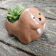 Walrus Planter with Succulent, Live Plant in Ceramic Animal Pot, 5"