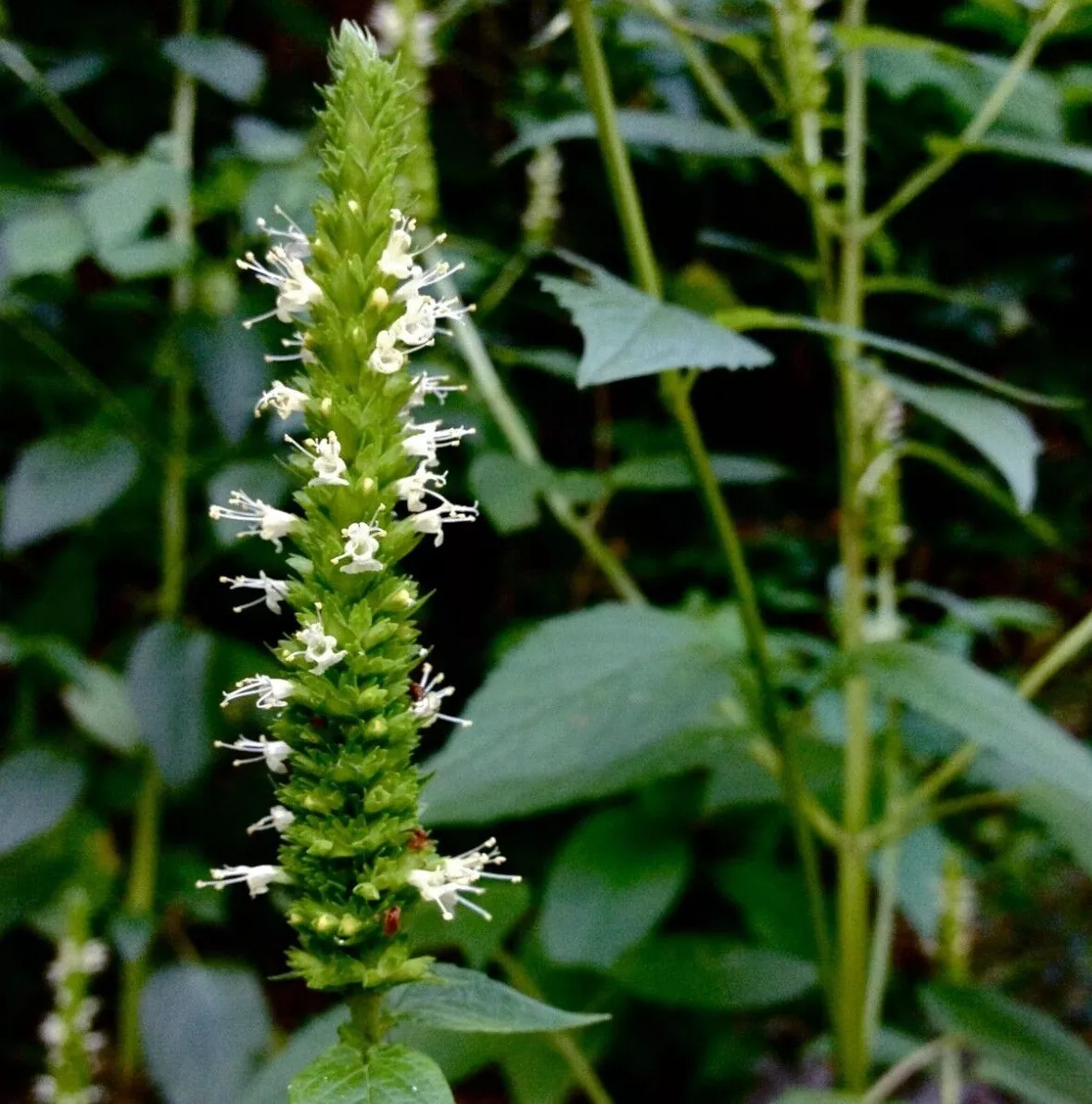 YELLOW GIANT HYSSOP Seeds *!* Agastache nepetoides Hyssop Seeds - $10.58