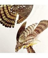 Cooper&#39;s Hawk Bird Print 1946 Color Art John James Audubon Nature DWV2E - $39.99