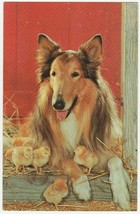 Vintage Postcard Collie Dog and Chicks Watching Over Friends 1960&#39;s - £5.40 GBP