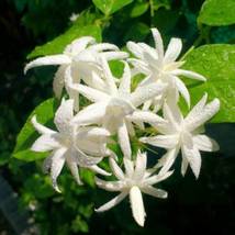 Jasminum Sambac Double~Starter Plant Belle Of India Jasmine Intensely Fragrant - £35.15 GBP