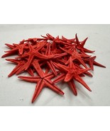 Dried MINI Coral Red Starfish Colored - Natural Sea Stars - Coastal Beac... - $223.20 MXN