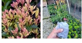 Live Plant - Party Lights Pink Flush Tea Olive (osmanthus) - ( 1 QT ) - £42.34 GBP