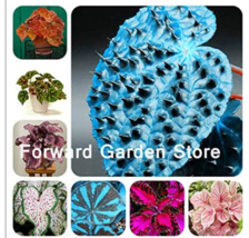 24 Colors 100Seeds Begonia Flower Bonsai Planting Flowers Potted Courtya... - $9.72