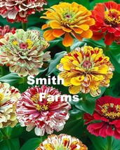 50 Seeds Zinnia Candy Stripe Mixed Flowers From US  - $10.25