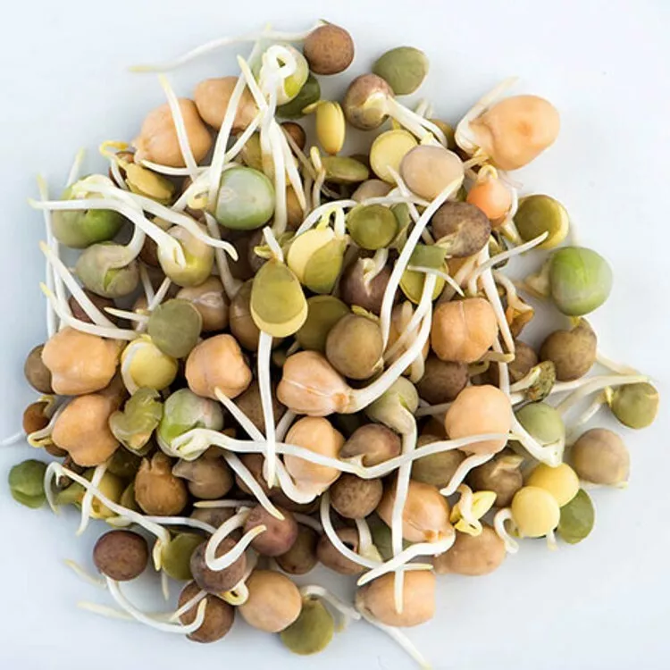 60 Grams Seeds Bean Organic Sprouting Mix Very Easy To Grow Healthy &amp; Nutritious - £14.93 GBP