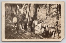 RPPC Beautiful Large Buck Deer In Forest Real Photo Postcard V28 - $5.95