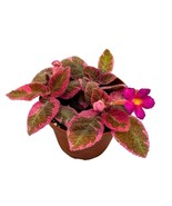 Episcia Pink Smoke Rare Variegated Flame Violet Flowering Gesneriad - £25.91 GBP