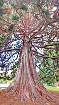 AllenbyArt Great Sequoia Scenery of Temperate Broadleaf Wall Art Posters Decor  - £28.41 GBP+