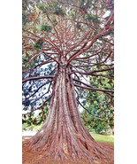 AllenbyArt Great Sequoia Scenery of Temperate Broadleaf Wall Art Posters... - £27.89 GBP+