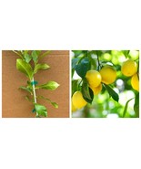 HARVEY LEMON TREE (Grafted) Live Plant - $177.78 CAD