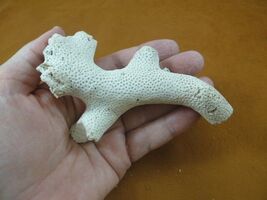 (F397-13) Fossil Colonial stony coral Stylophora display specimen Florida - $24.99