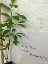 SPICE BUSH Pond Berry- (Lindera melissifolia) image 6