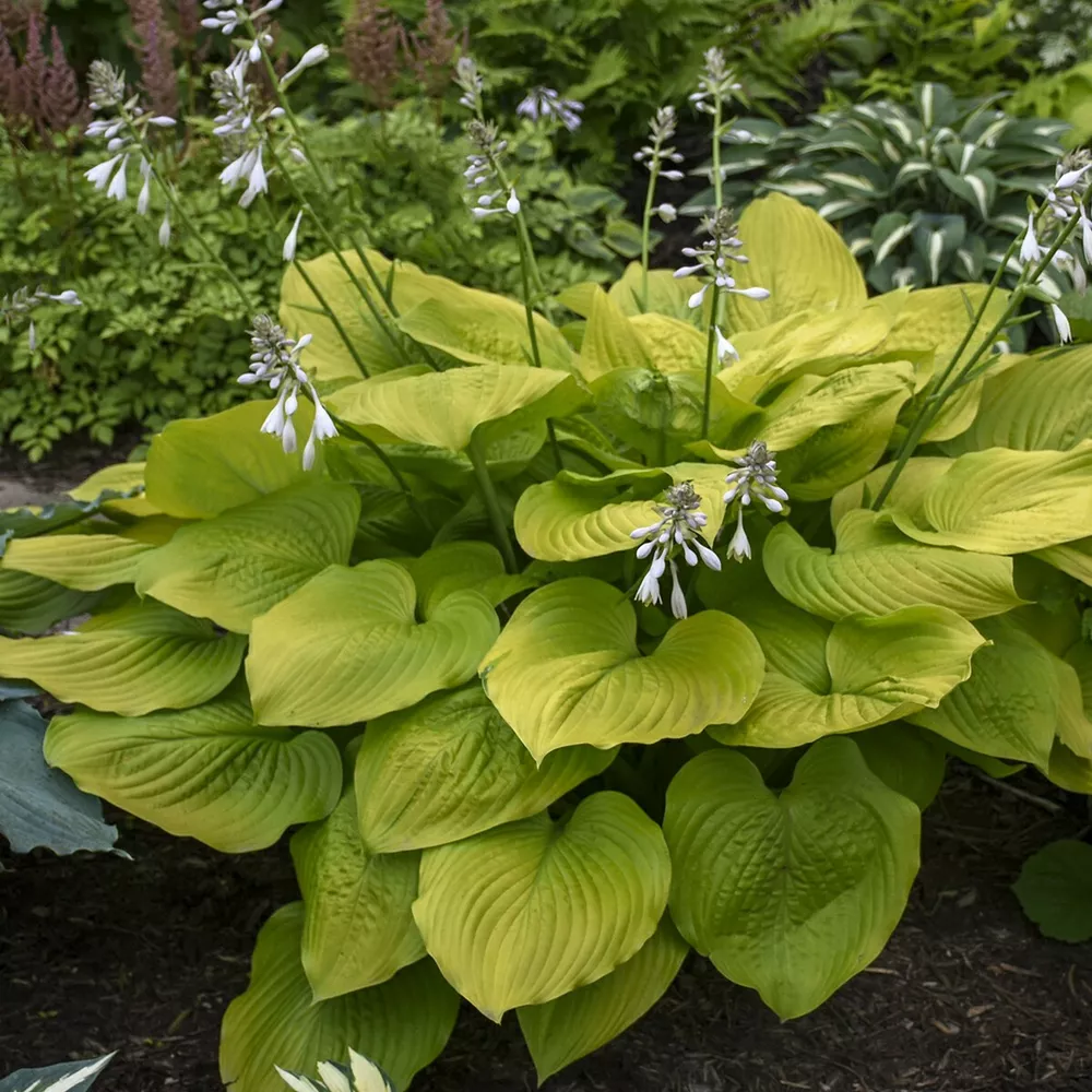 Hosta Age Of Gold Well Rooted 5.25 Inch Pot Corrugated Plant - £25.89 GBP